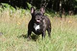 BOULEDOGUE FRANCAIS 004